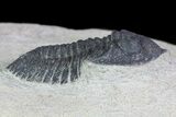 Bargain, Pseudocryphaeus (Cryphina) Trilobite #68668-2